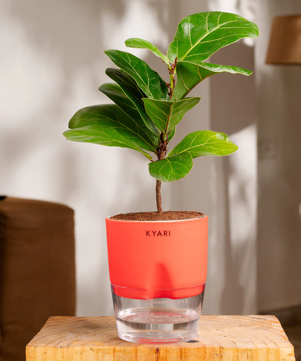 Fiddle Fig Plant With Self Watering Pot - Image 29