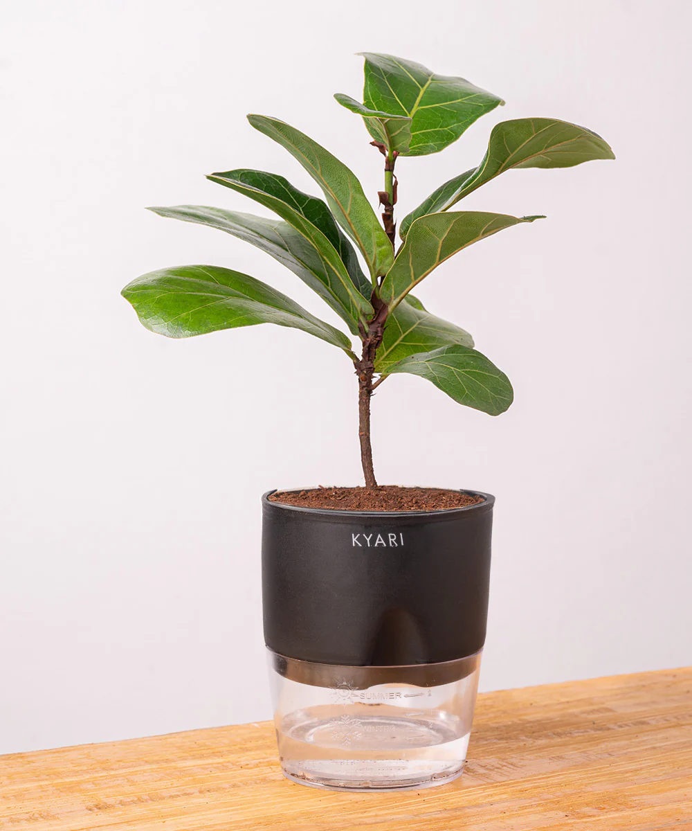 Fiddle Fig Plant With Self Watering Pot - Image 3