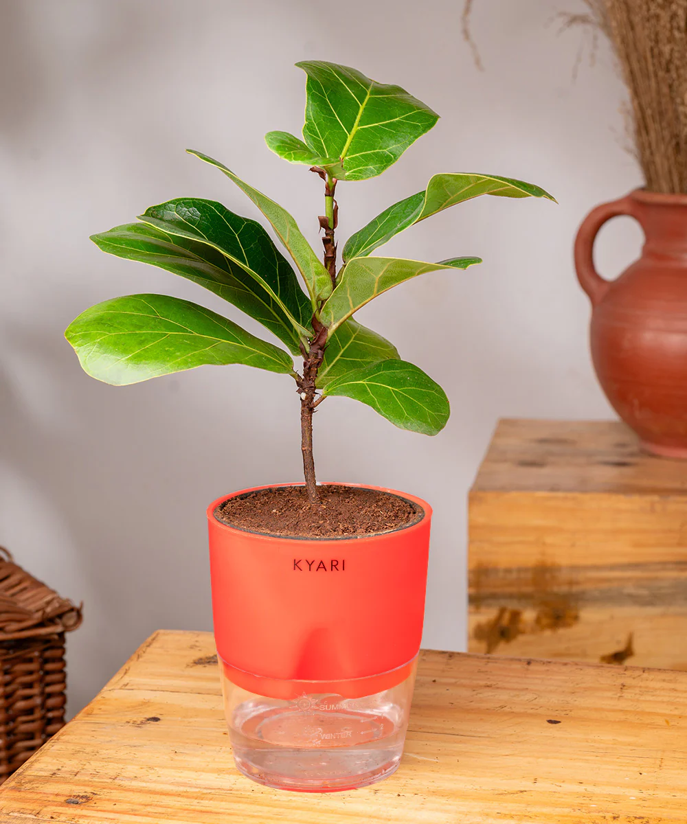 Fiddle Fig Plant With Self Watering Pot - Image 30