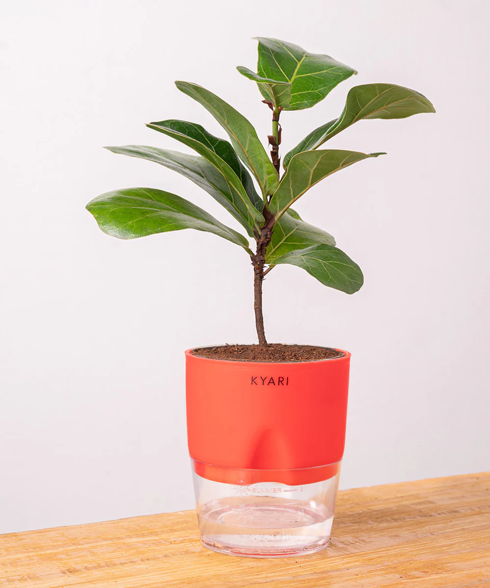 Fiddle Fig Plant With Self Watering Pot - Image 31
