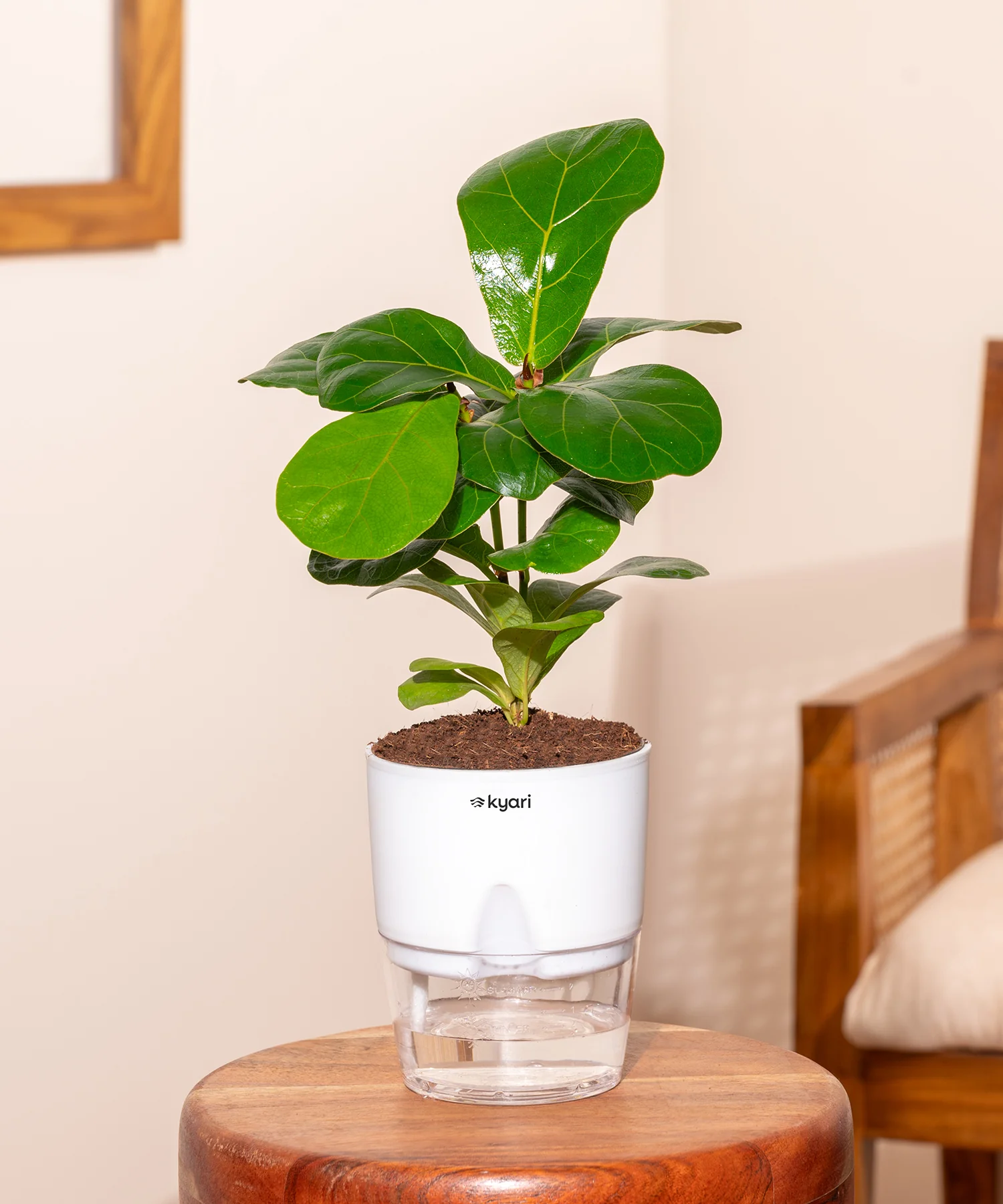 Fiddle Fig Plant With Self Watering Pot - Image 36