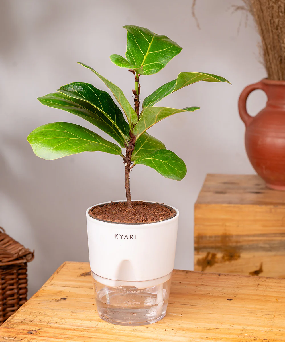 Fiddle Fig Plant With Self Watering Pot - Image 37