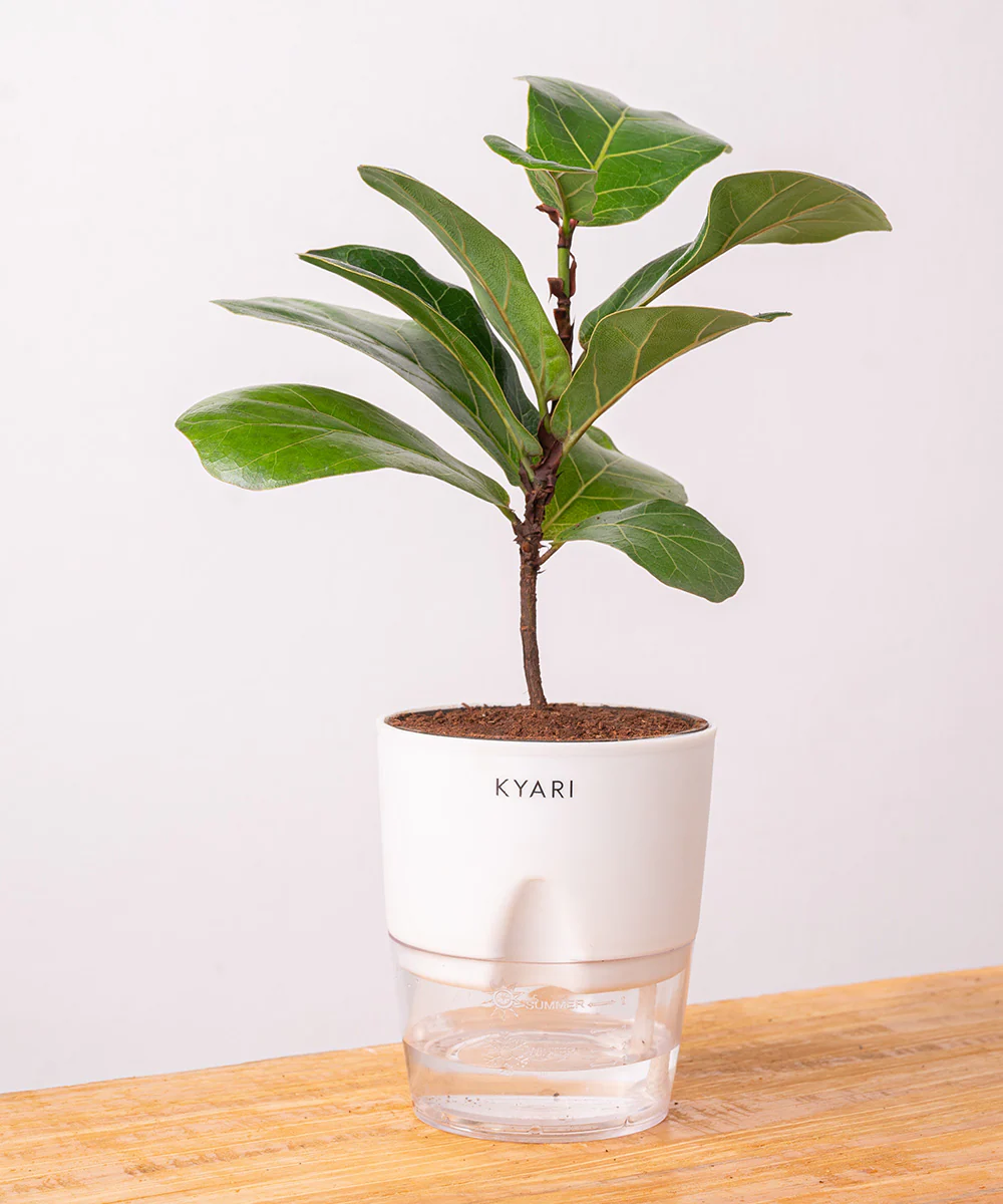 Fiddle Fig Plant With Self Watering Pot - Image 38