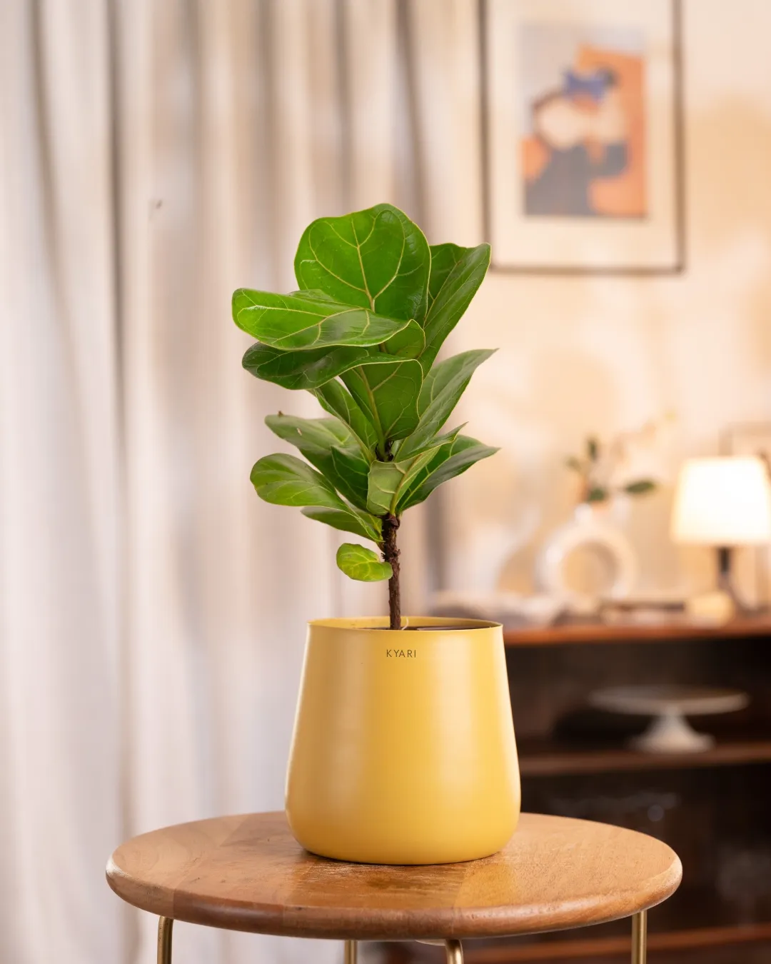 Fiddle Fig Plant With Self Watering Pot - Image 43