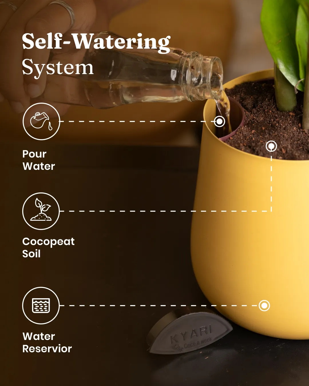 Fiddle Fig Plant With Self Watering Pot - Image 45