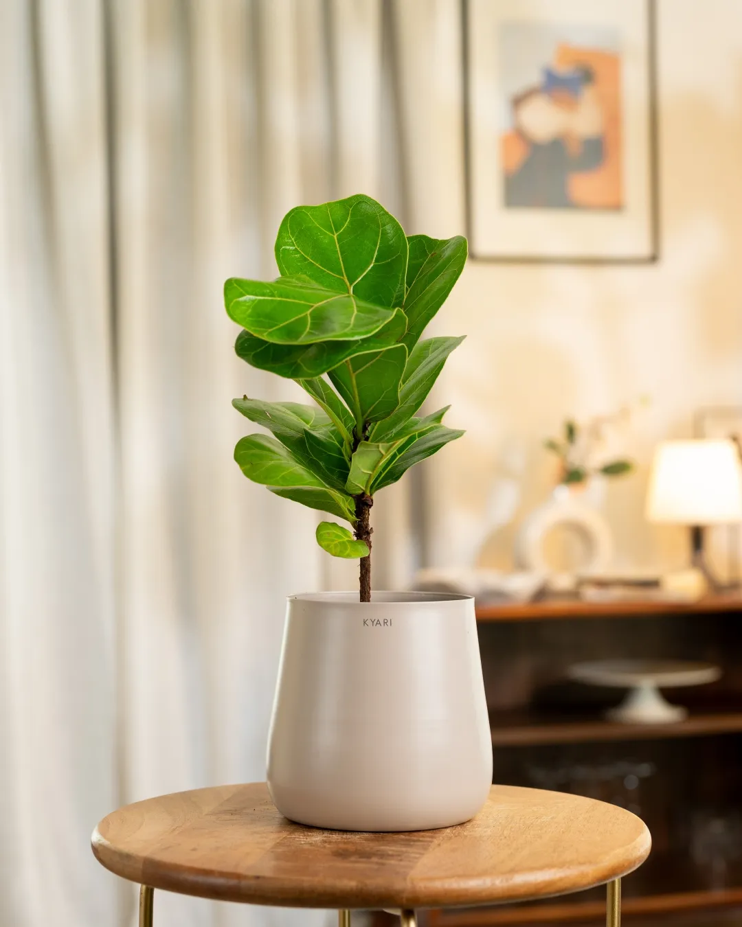 Fiddle Fig Plant With Self Watering Pot - Image 49