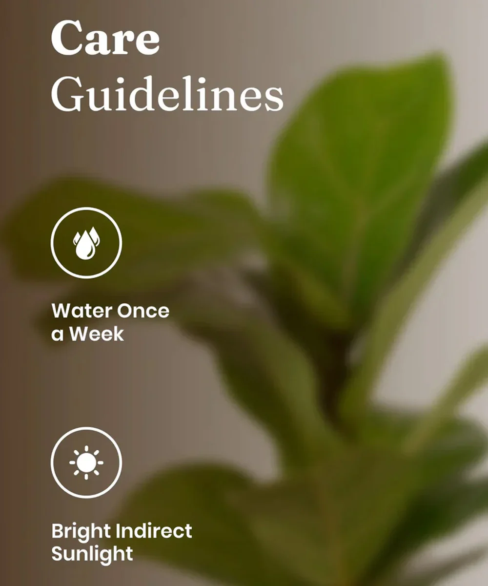 Fiddle Fig Plant With Self Watering Pot - Image 5