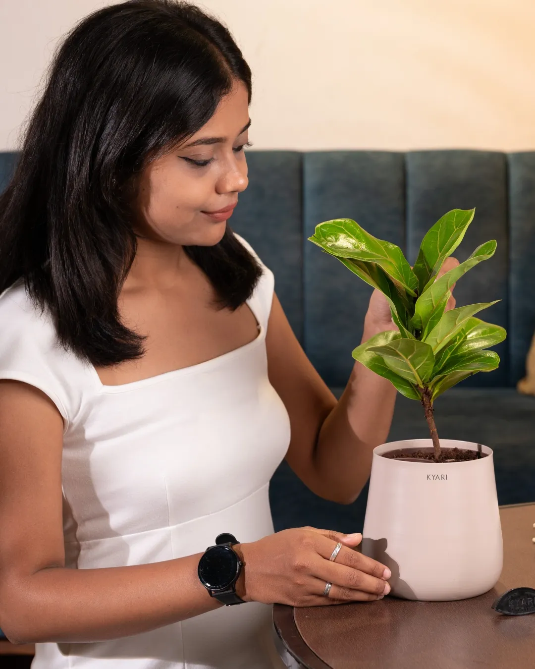 Fiddle Fig Plant With Self Watering Pot - Image 50