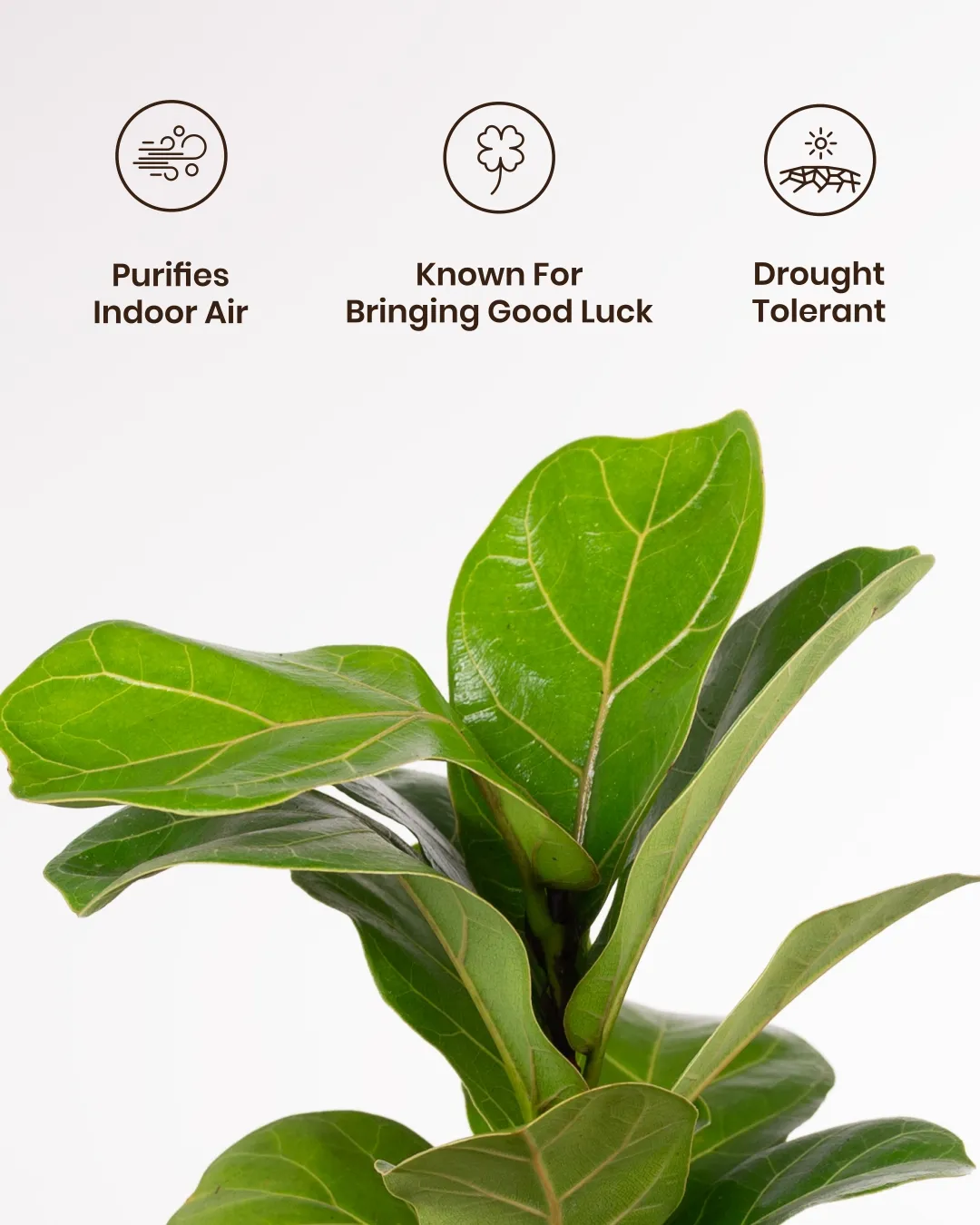 Fiddle Fig Plant With Self Watering Pot - Image 52