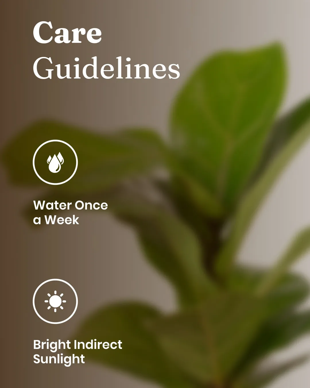 Fiddle Fig Plant With Self Watering Pot - Image 53