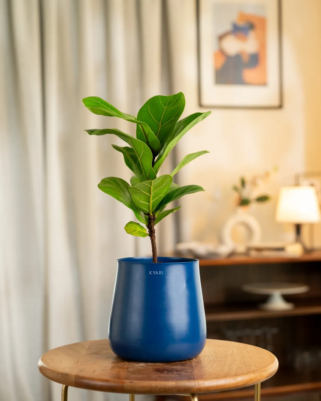 Fiddle Fig Plant With Self Watering Pot - Image 55