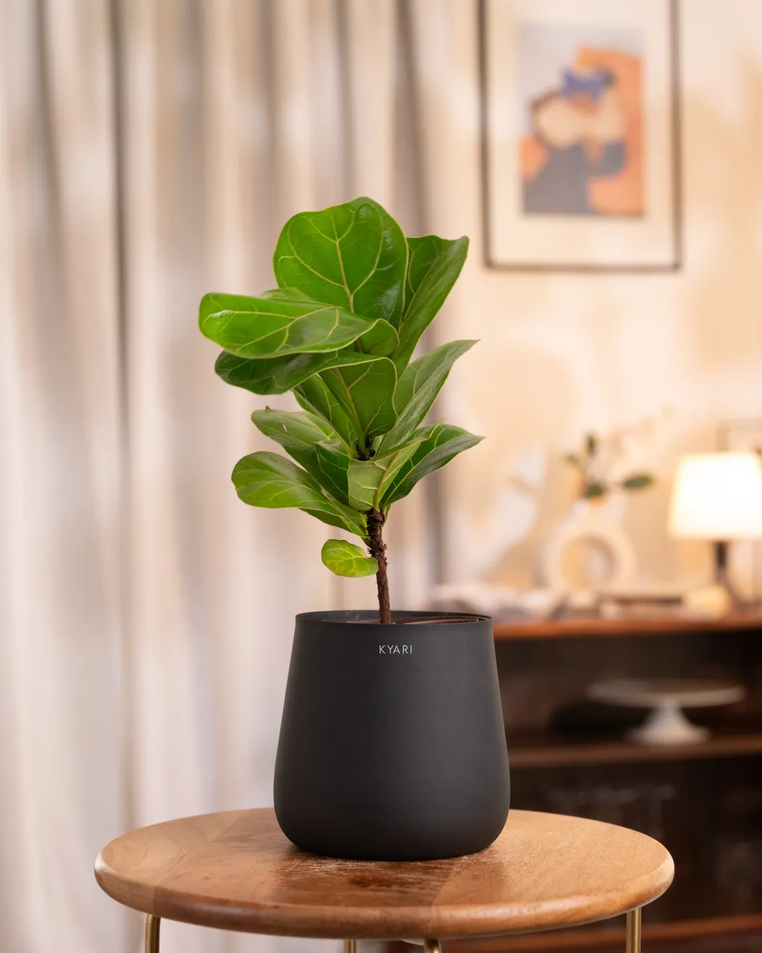 Fiddle Fig Plant With Self Watering Pot - Image 61