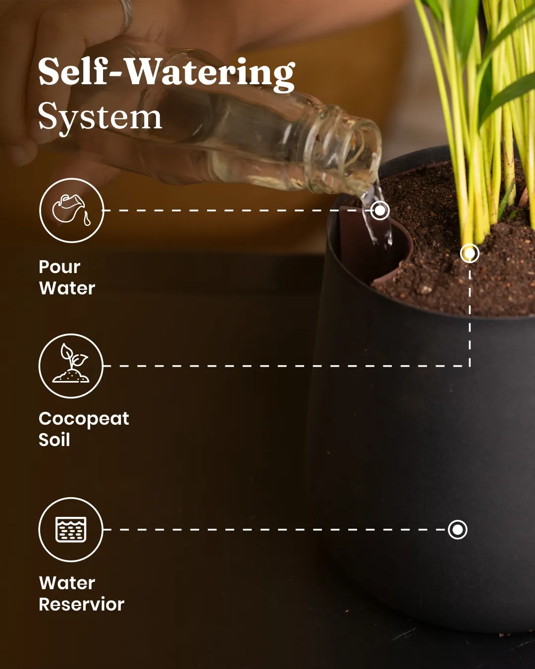 Fiddle Fig Plant With Self Watering Pot - Image 63