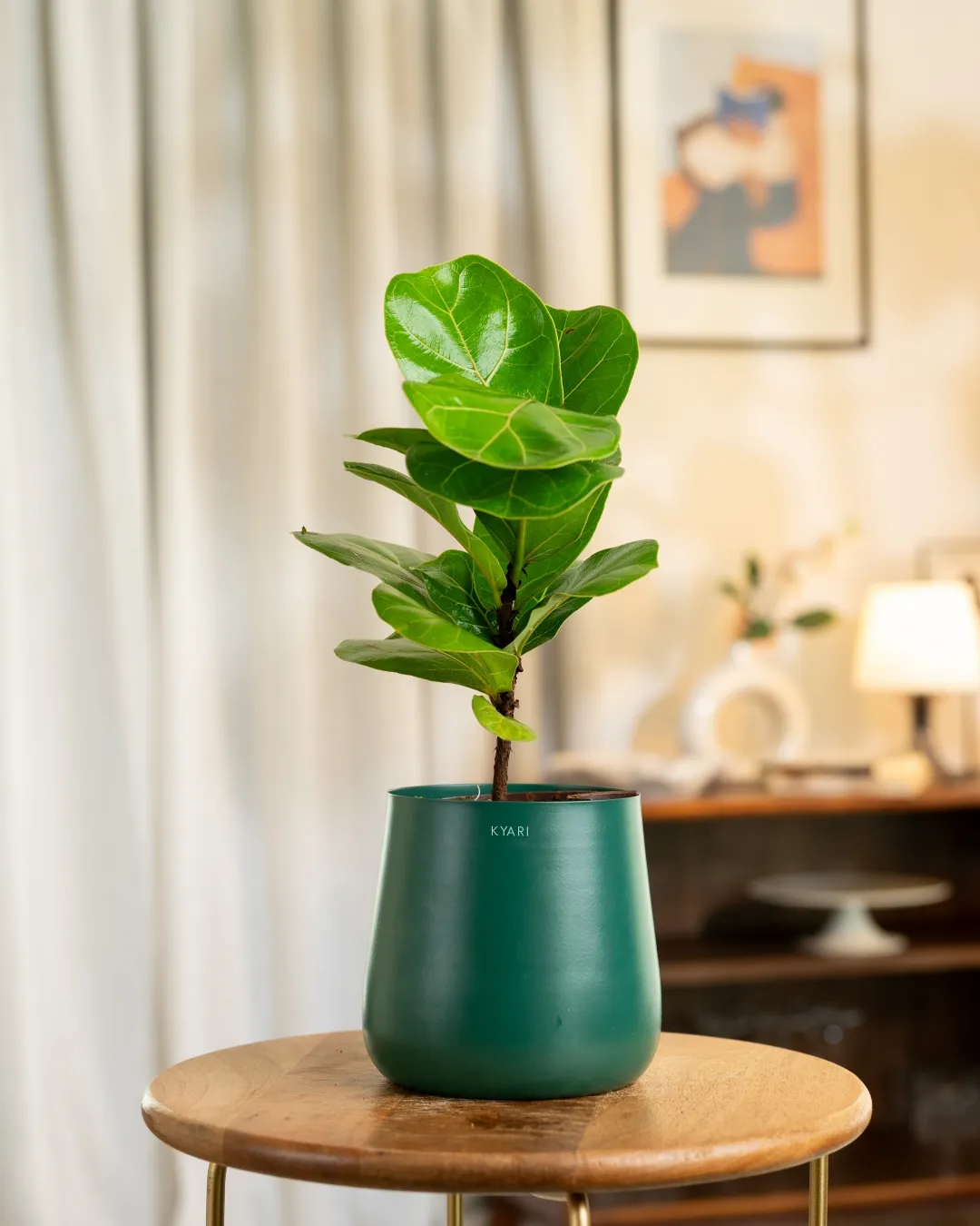 Fiddle Fig Plant With Self Watering Pot - Image 67