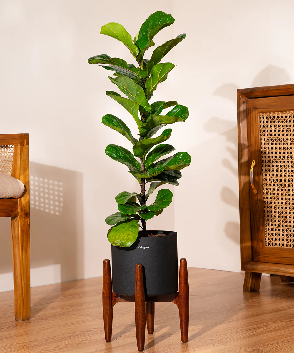Fiddle Fig Plant With Self Watering Pot - Image 71