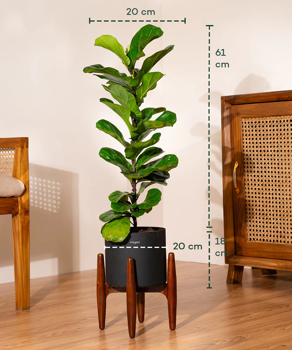 Fiddle Fig Plant With Self Watering Pot - Image 73