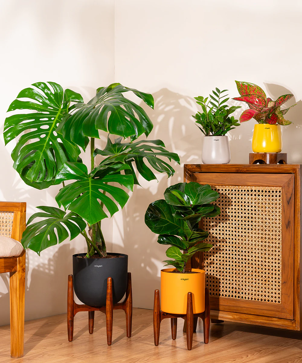 Fiddle Fig Plant With Self Watering Pot - Image 75