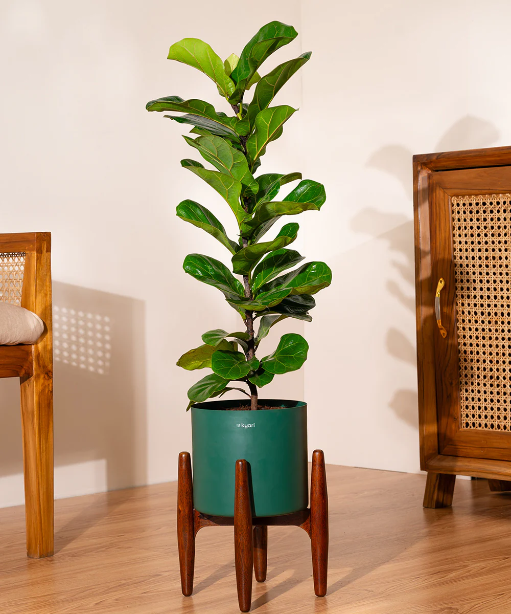 Fiddle Fig Plant With Self Watering Pot - Image 78