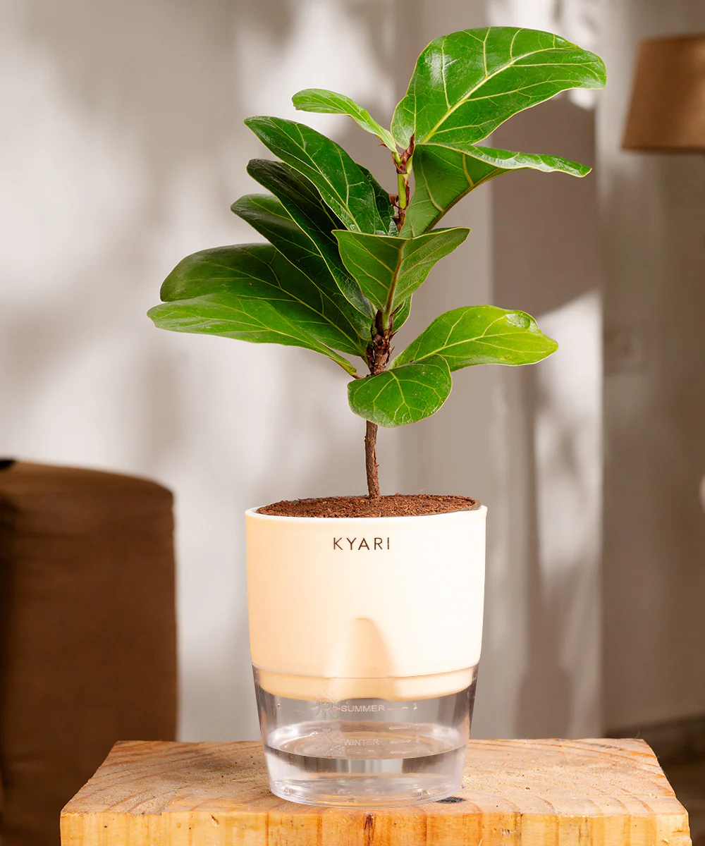 Fiddle Fig Plant With Self Watering Pot - Image 8