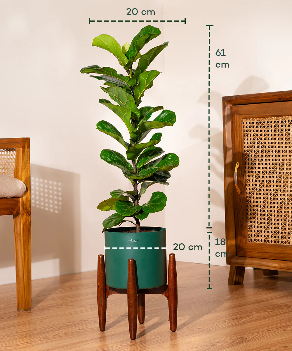 Fiddle Fig Plant With Self Watering Pot - Image 80
