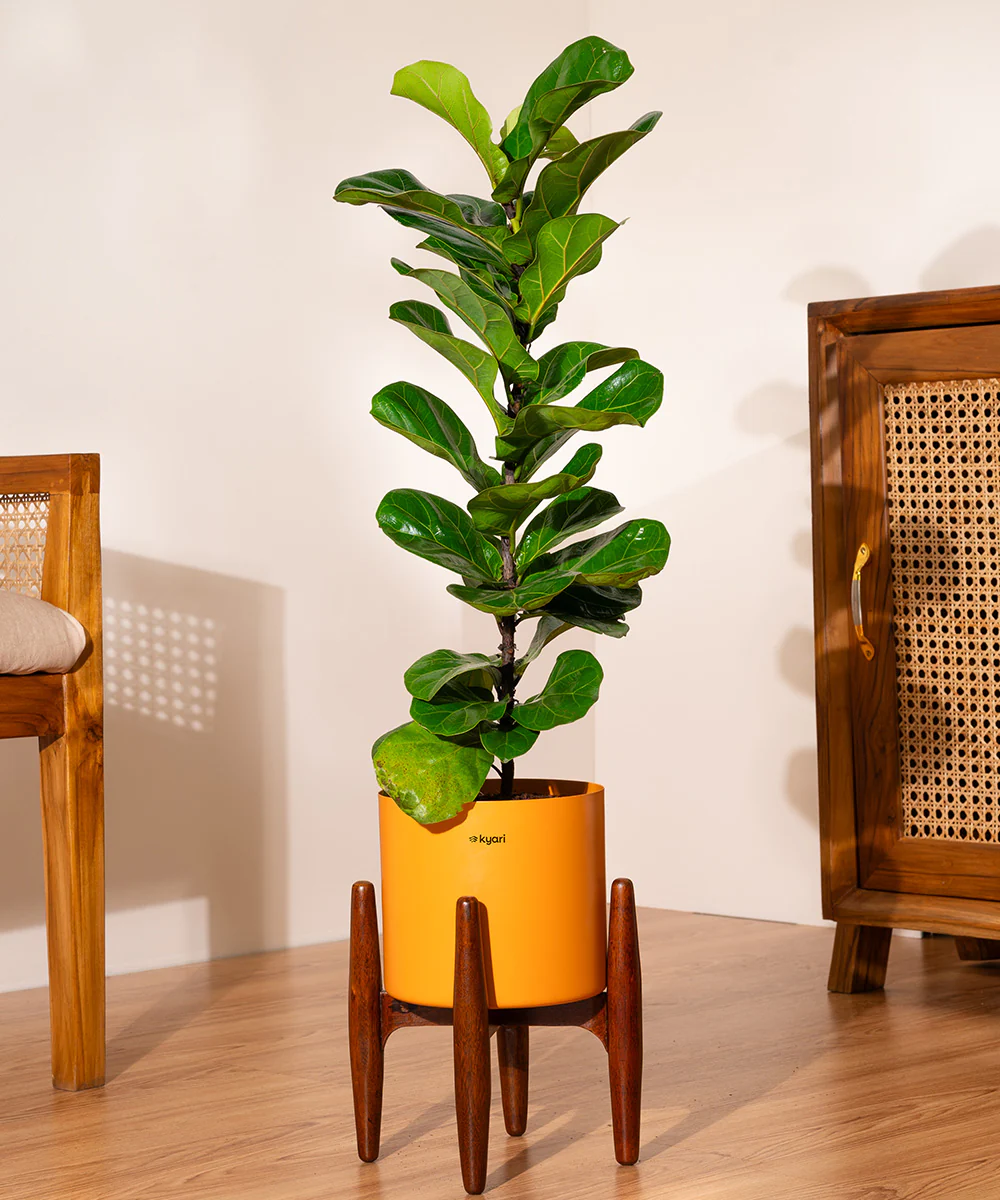 Fiddle Fig Plant With Self Watering Pot - Image 85
