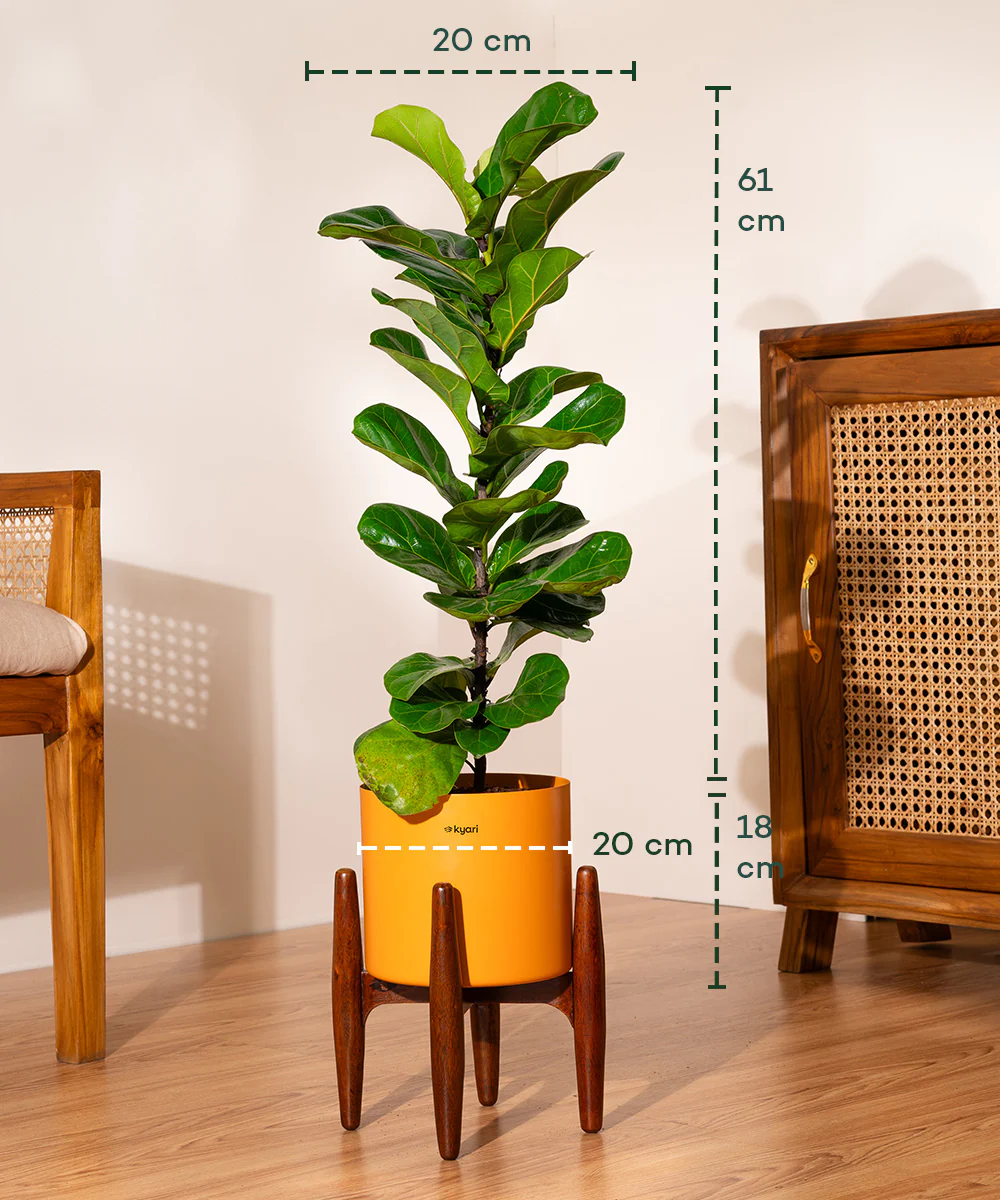 Fiddle Fig Plant With Self Watering Pot - Image 87