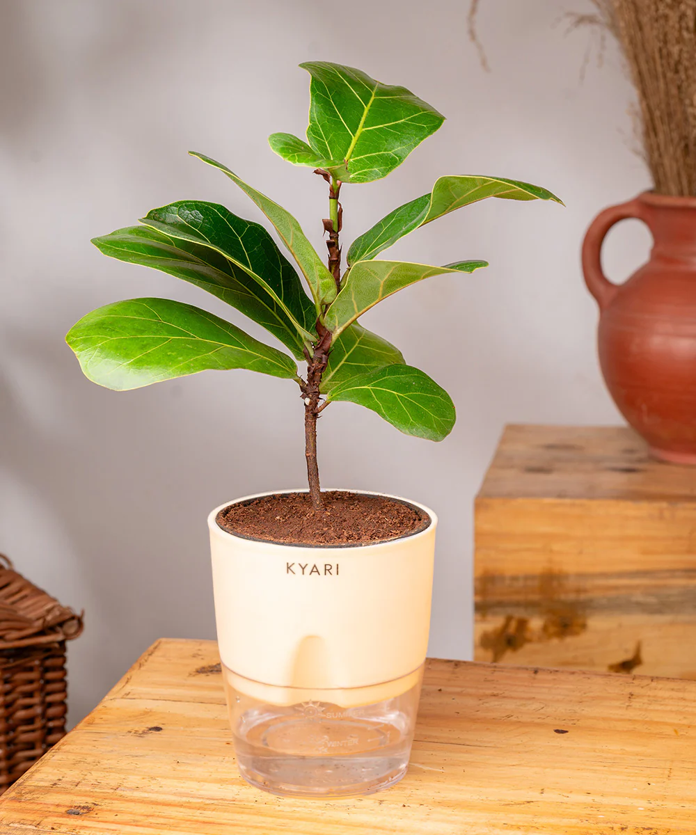 Fiddle Fig Plant With Self Watering Pot - Image 9