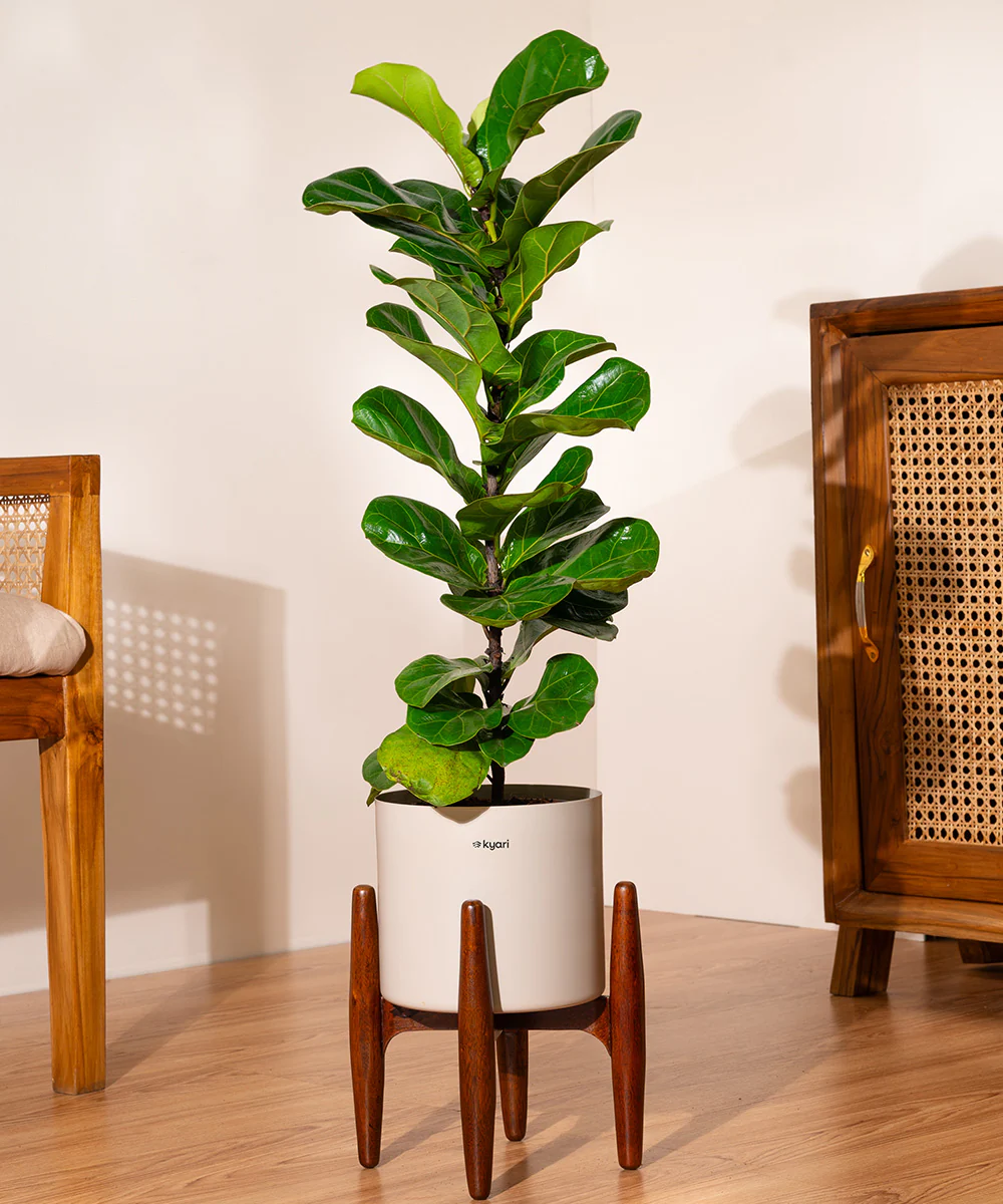 Fiddle Fig Plant With Self Watering Pot - Image 92