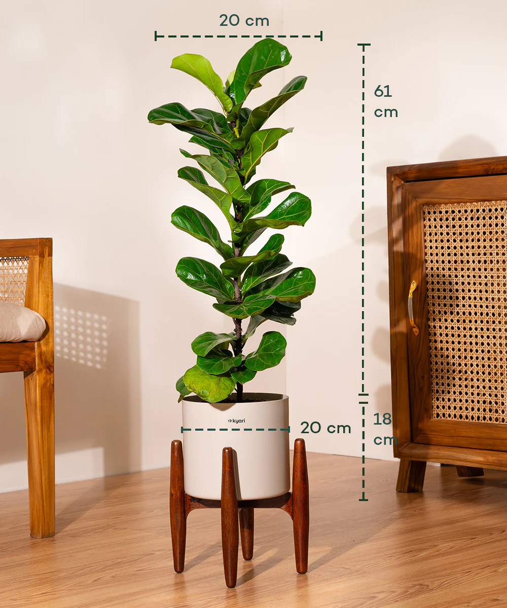 Fiddle Fig Plant With Self Watering Pot - Image 94