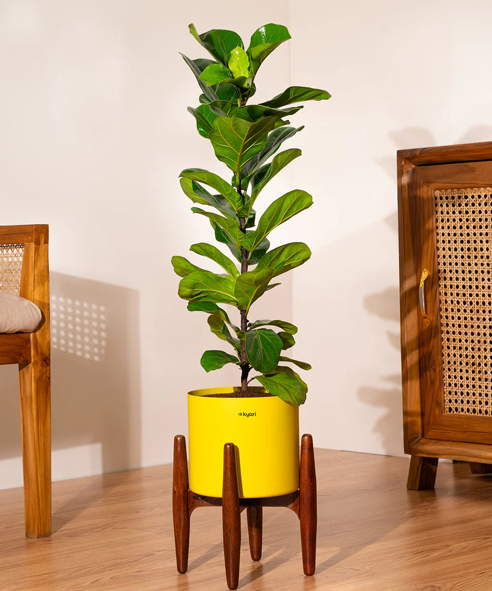 Fiddle Fig Plant With Self Watering Pot - Image 98