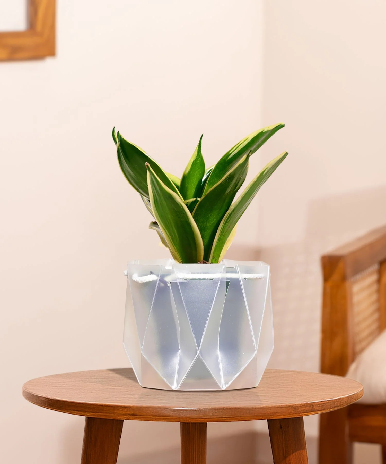 Golden Hahnii Snake Plant With Self Watering Pot - Image 119