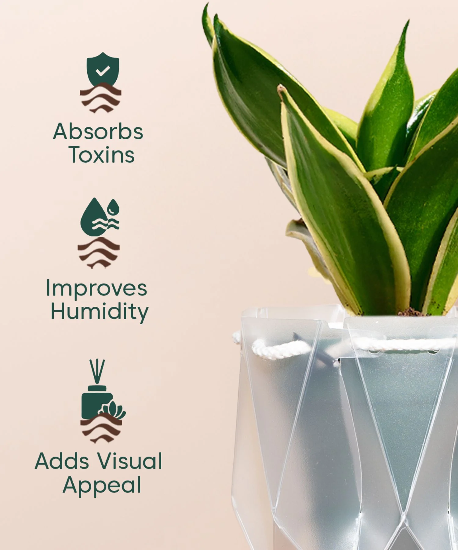 Golden Hahnii Snake Plant With Self Watering Pot - Image 130