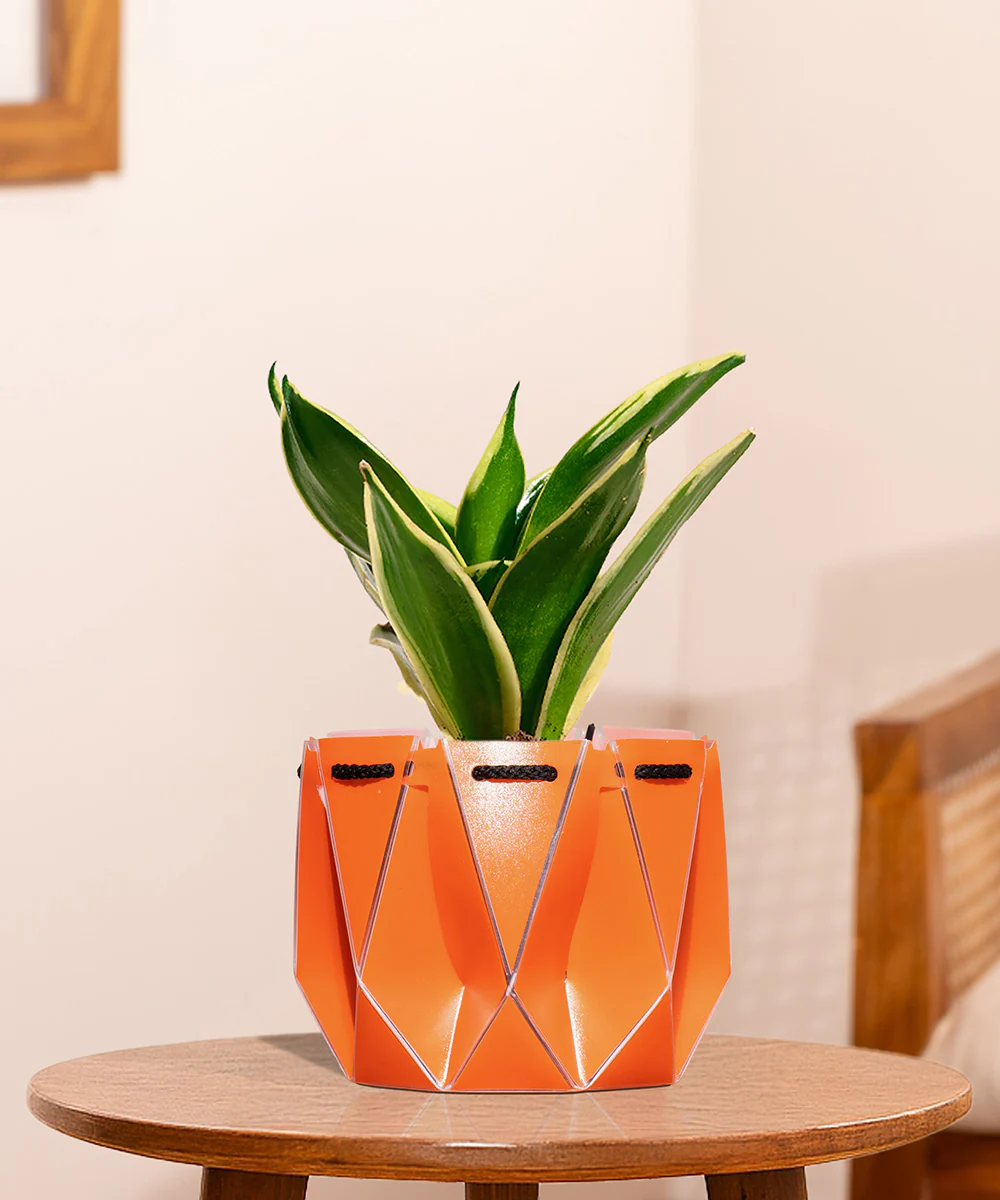 Golden Hahnii Snake Plant With Self Watering Pot - Image 111