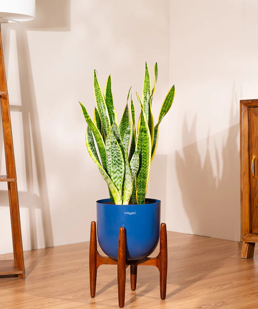 Golden Hahnii Snake Plant With Self Watering Pot - Image 110