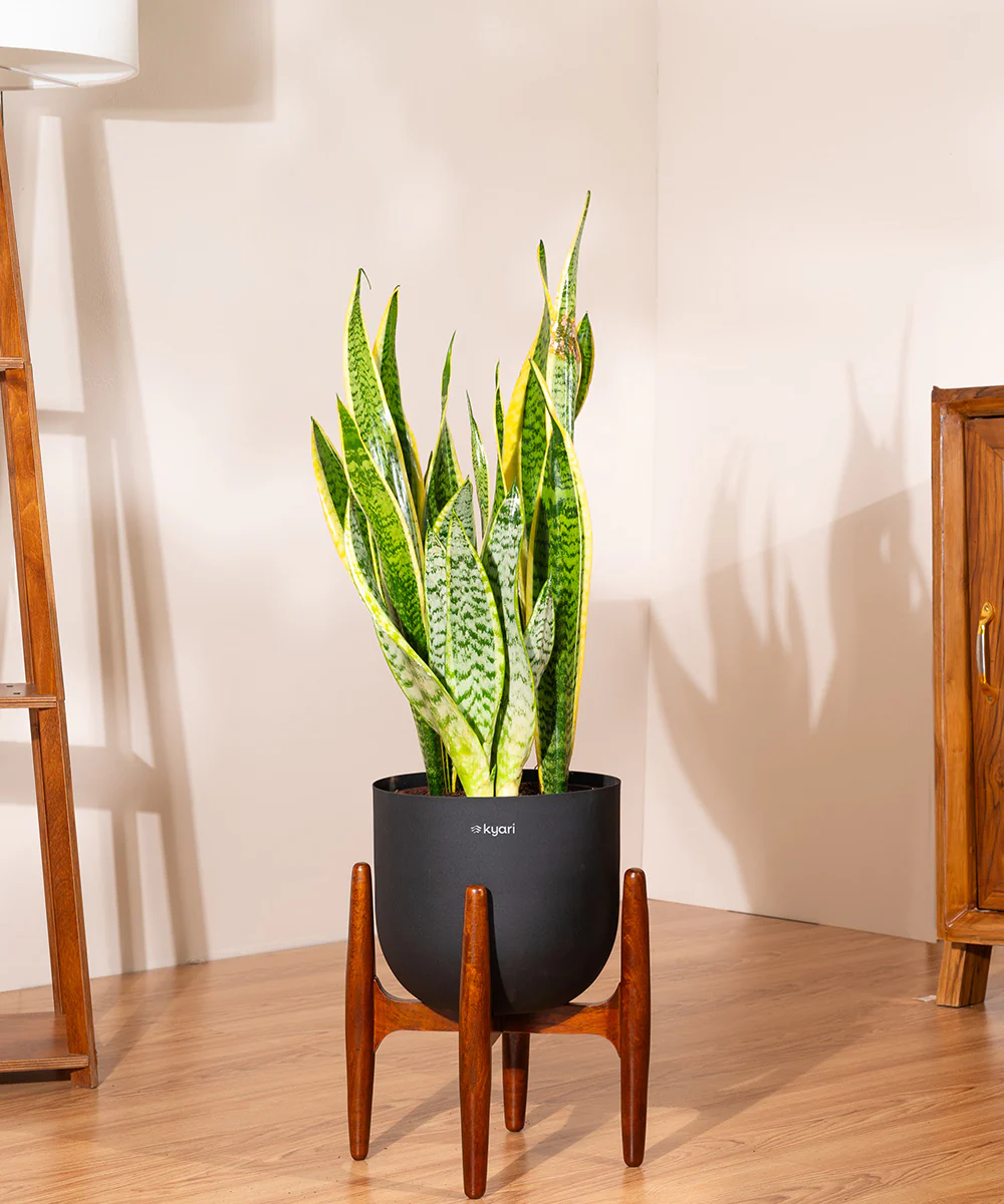 Golden Hahnii Snake Plant With Self Watering Pot - Image 116