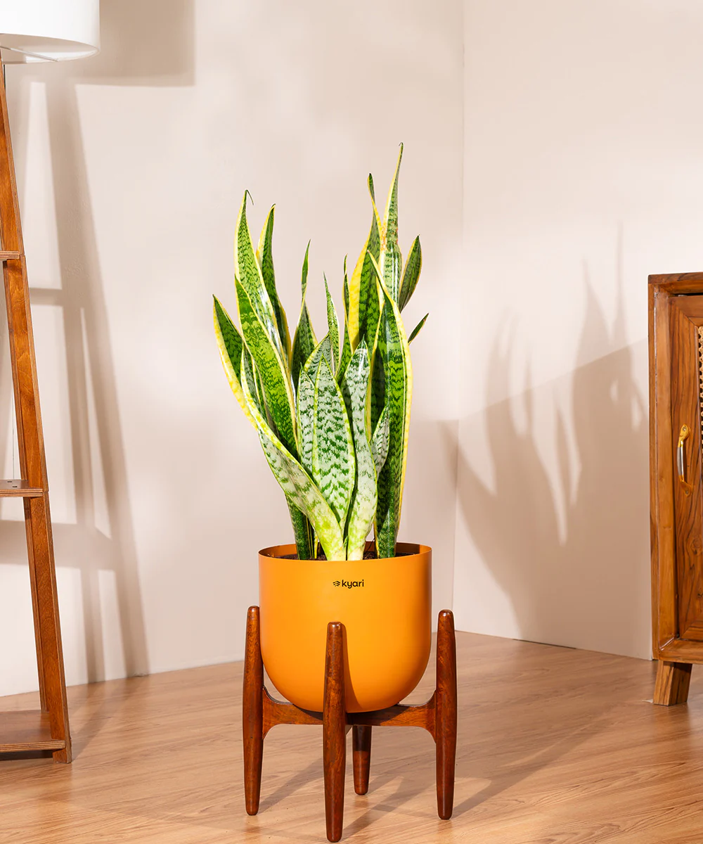 Golden Hahnii Snake Plant With Self Watering Pot - Image 128