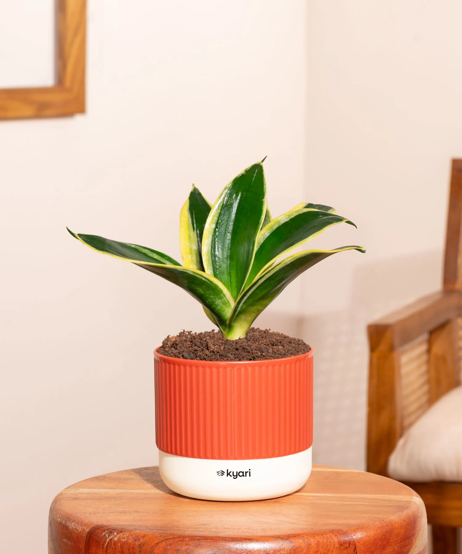 Golden Hahnii Snake Plant With Self Watering Pot - Image 141