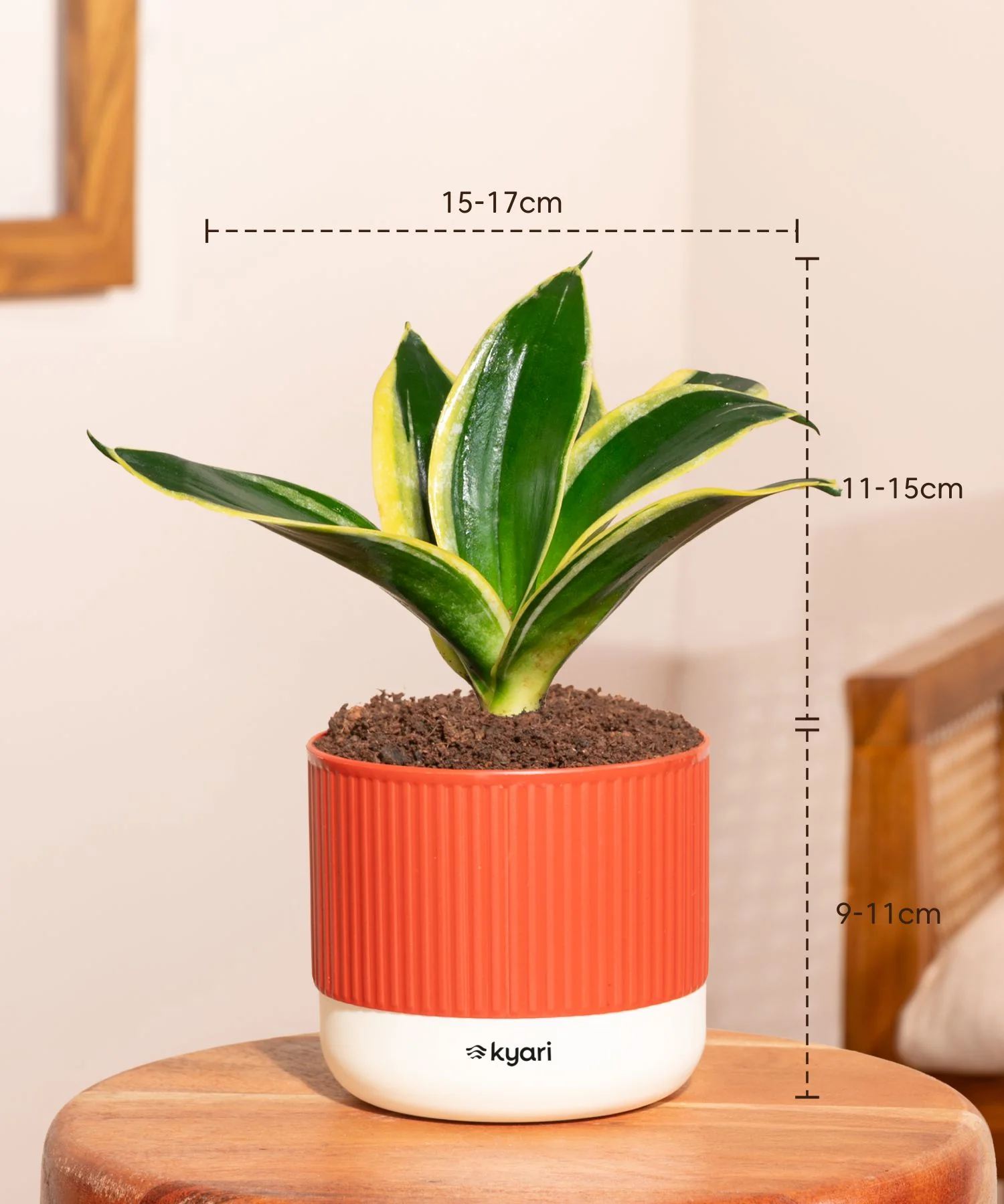 Golden Hahnii Snake Plant With Self Watering Pot - Image 142
