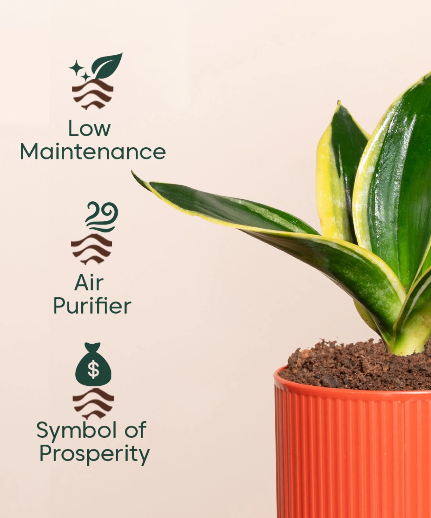 Golden Hahnii Snake Plant With Self Watering Pot - Image 145