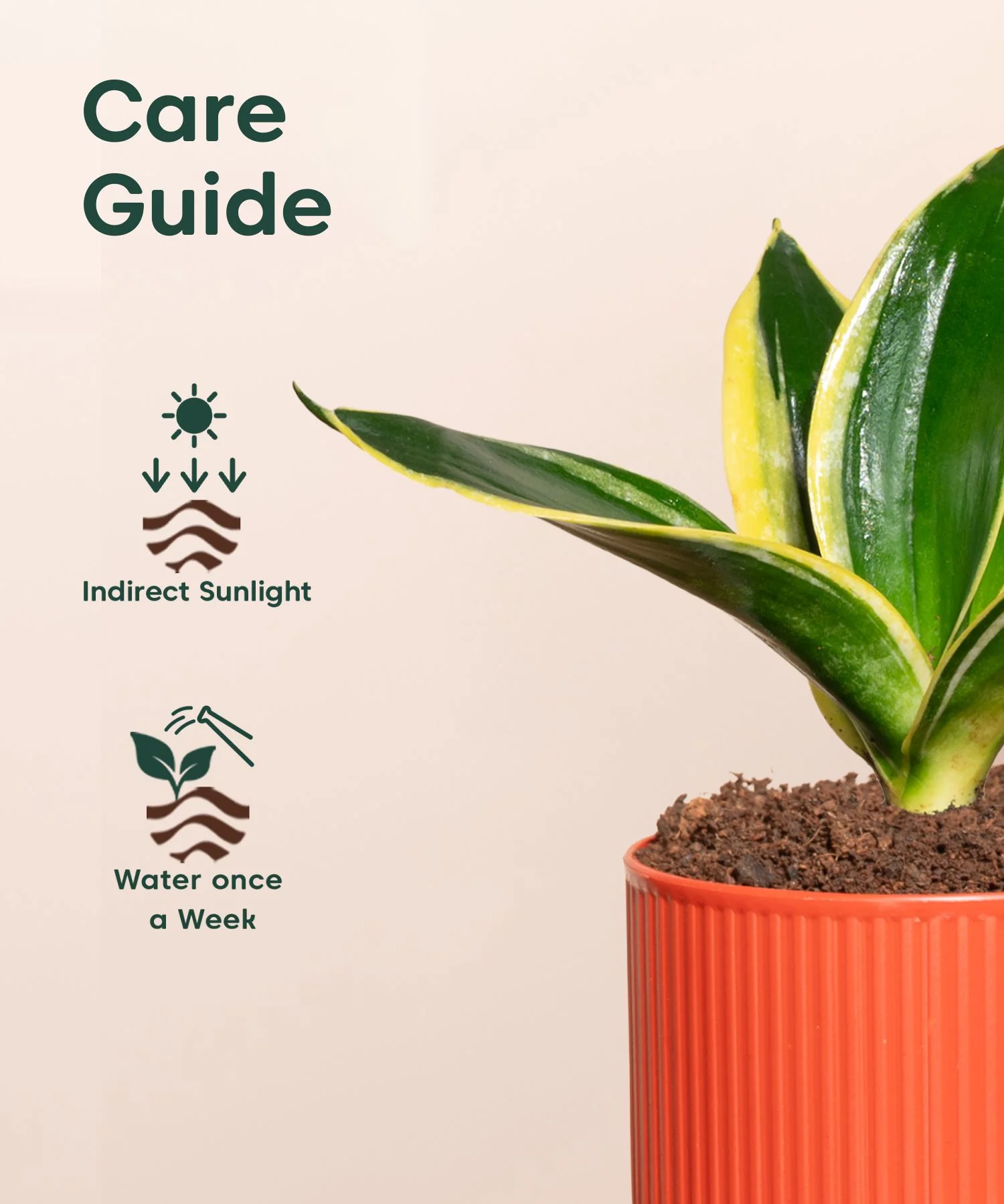 Golden Hahnii Snake Plant With Self Watering Pot - Image 146