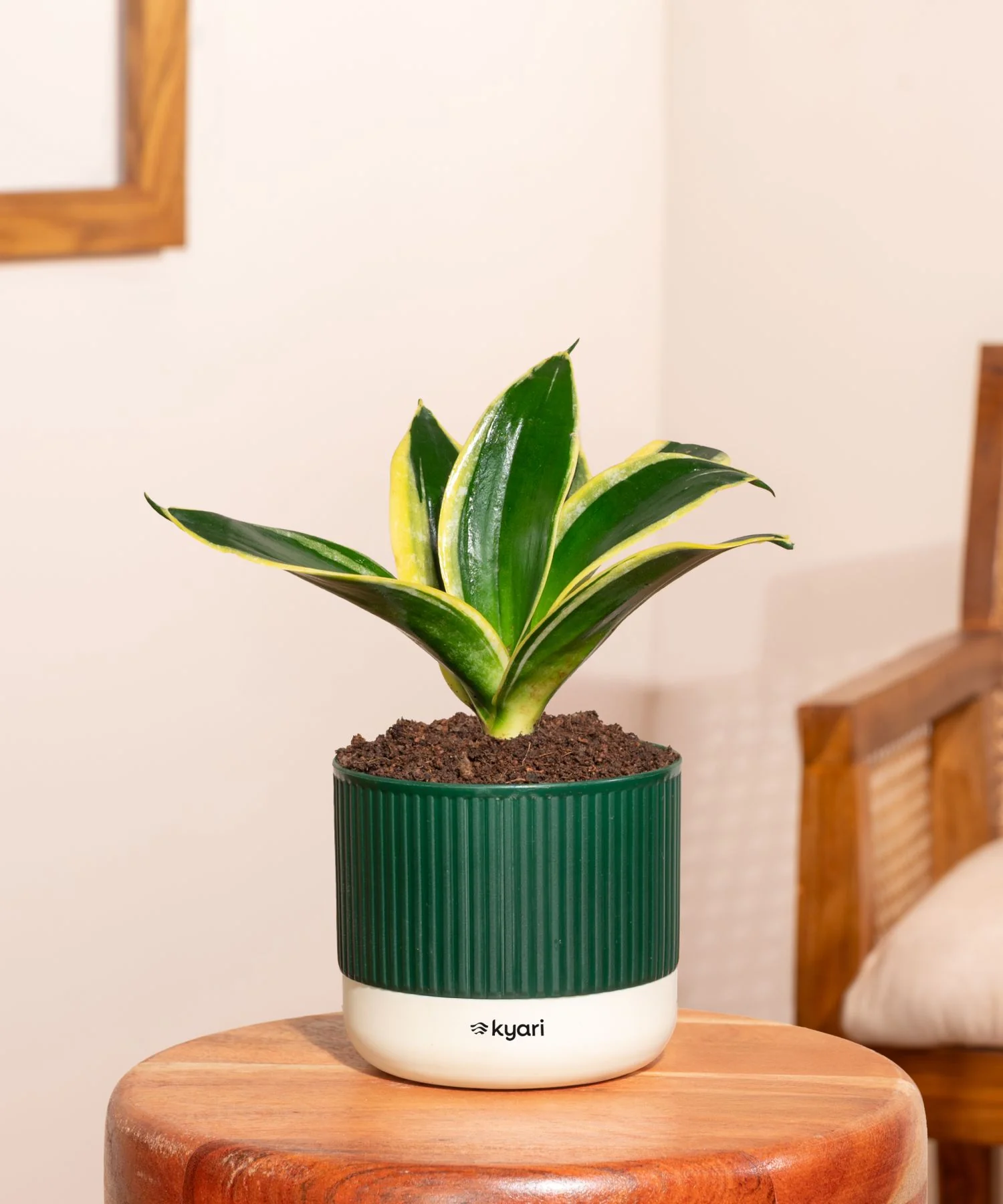 Golden Hahnii Snake Plant With Self Watering Pot - Image 148
