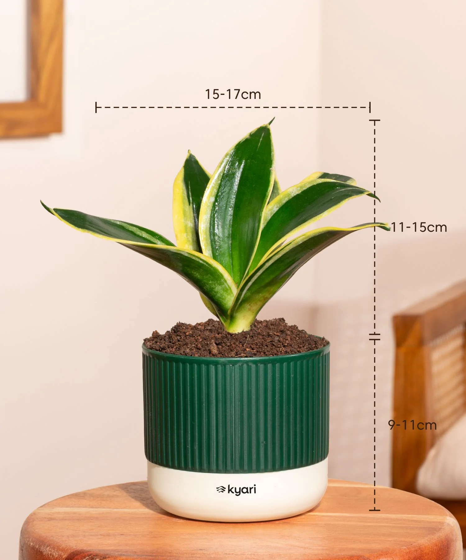Golden Hahnii Snake Plant With Self Watering Pot - Image 150