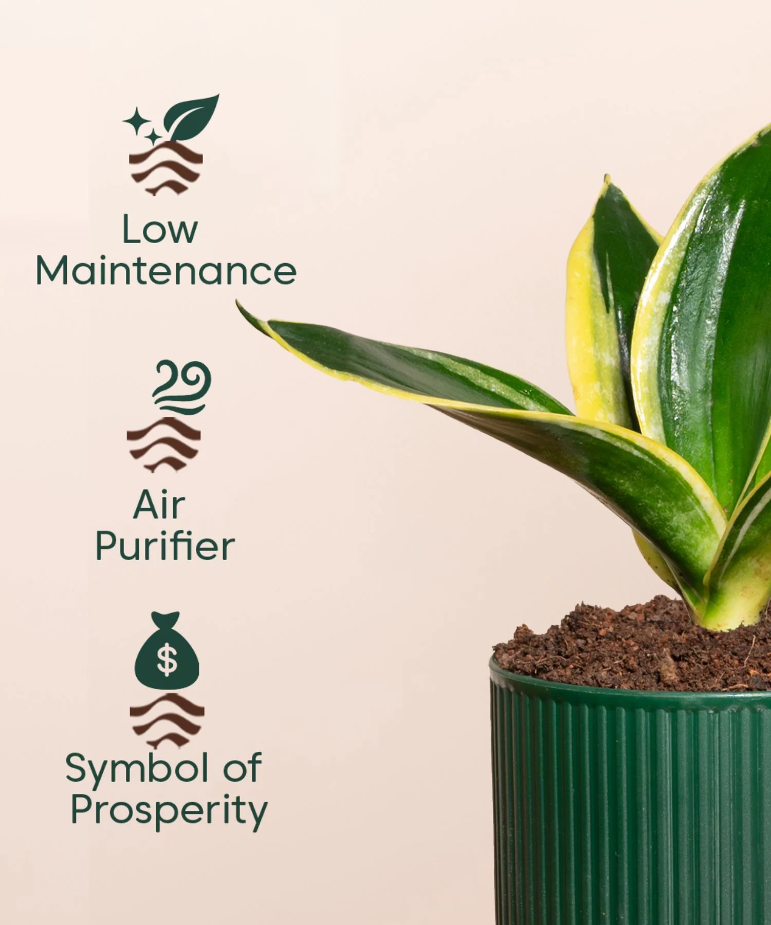 Golden Hahnii Snake Plant With Self Watering Pot - Image 151