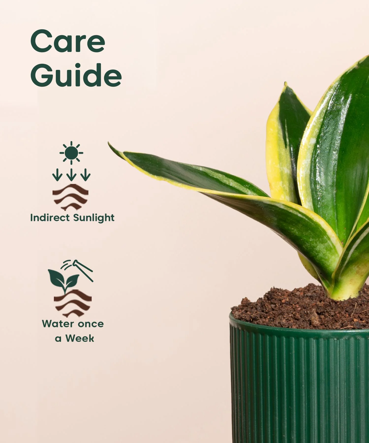 Golden Hahnii Snake Plant With Self Watering Pot - Image 152