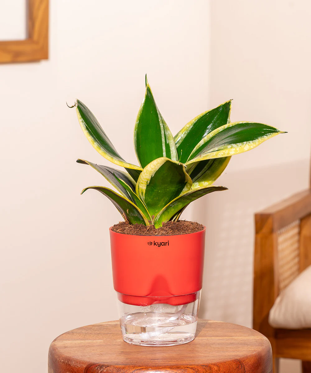 Golden Hahnii Snake Plant With Self Watering Pot - Image 19