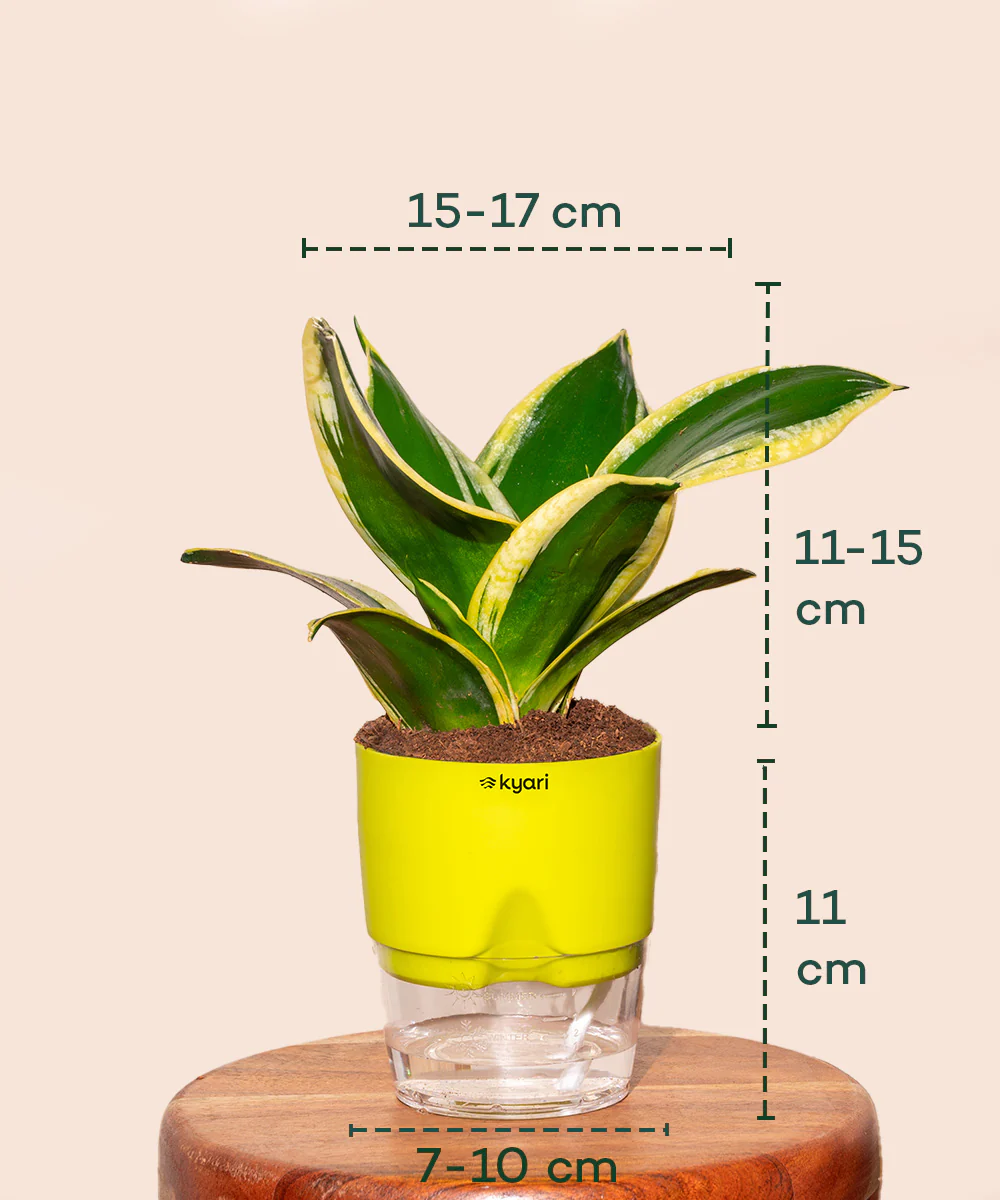 Golden Hahnii Snake Plant With Self Watering Pot - Image 27