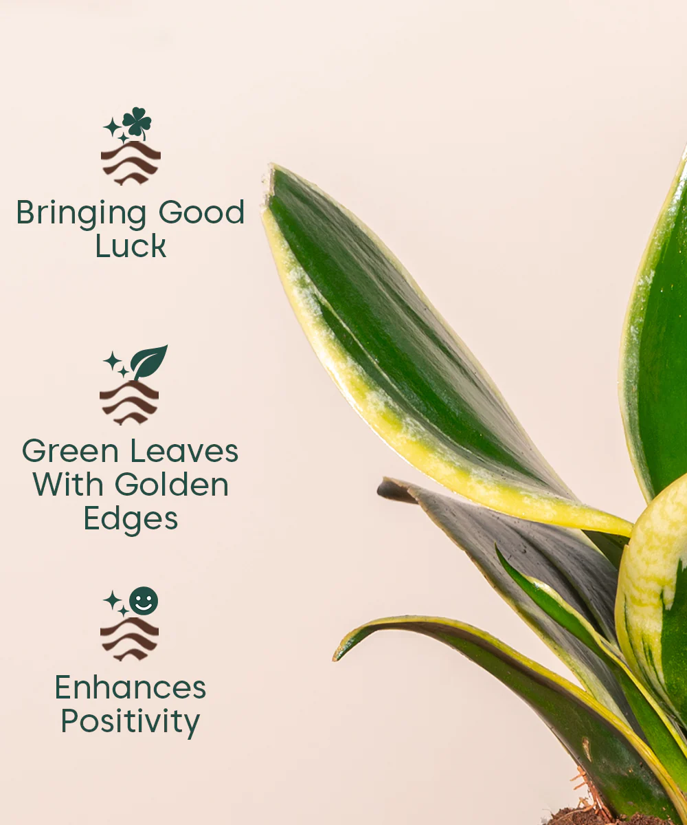Golden Hahnii Snake Plant With Self Watering Pot - Image 28