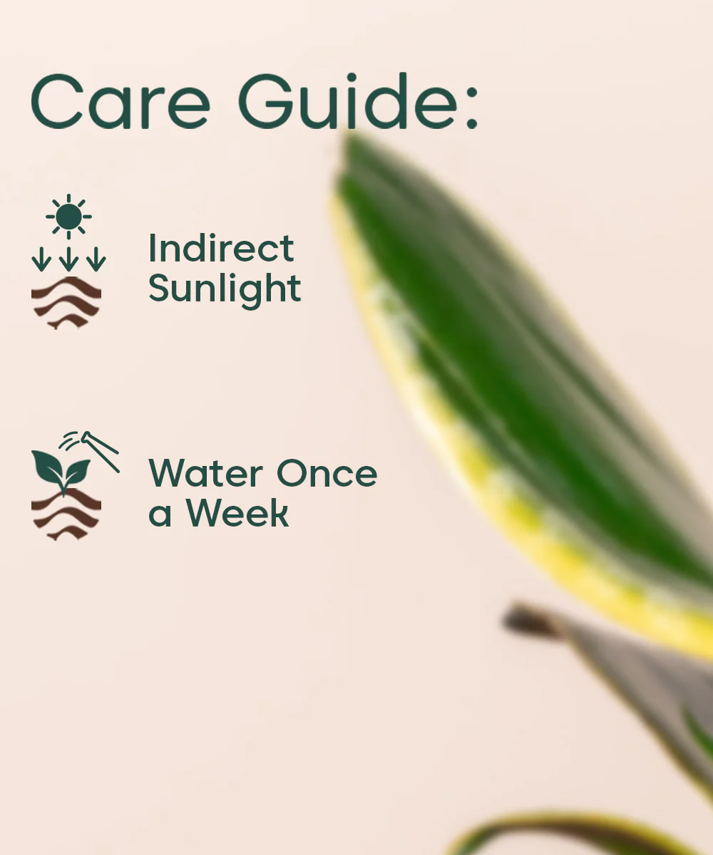 Golden Hahnii Snake Plant With Self Watering Pot - Image 35