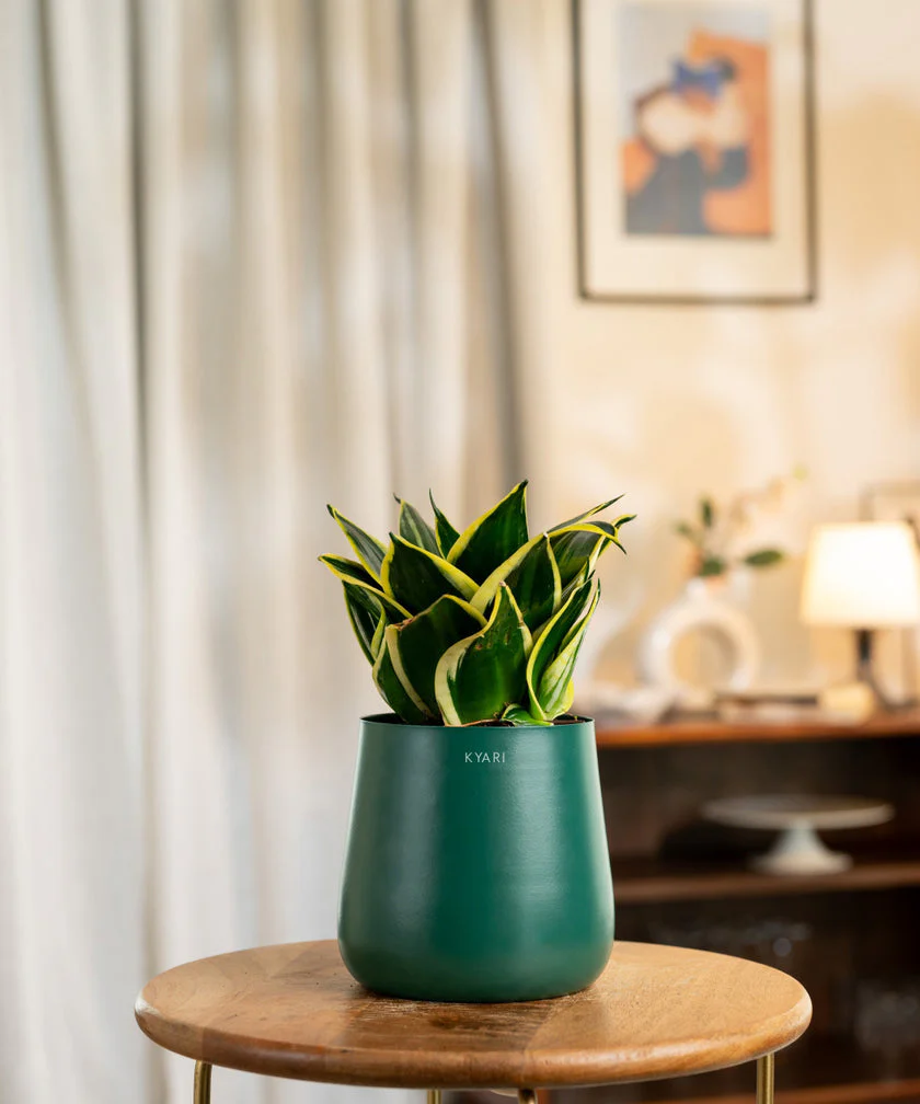 Golden Hahnii Snake Plant With Self Watering Pot - Image 49
