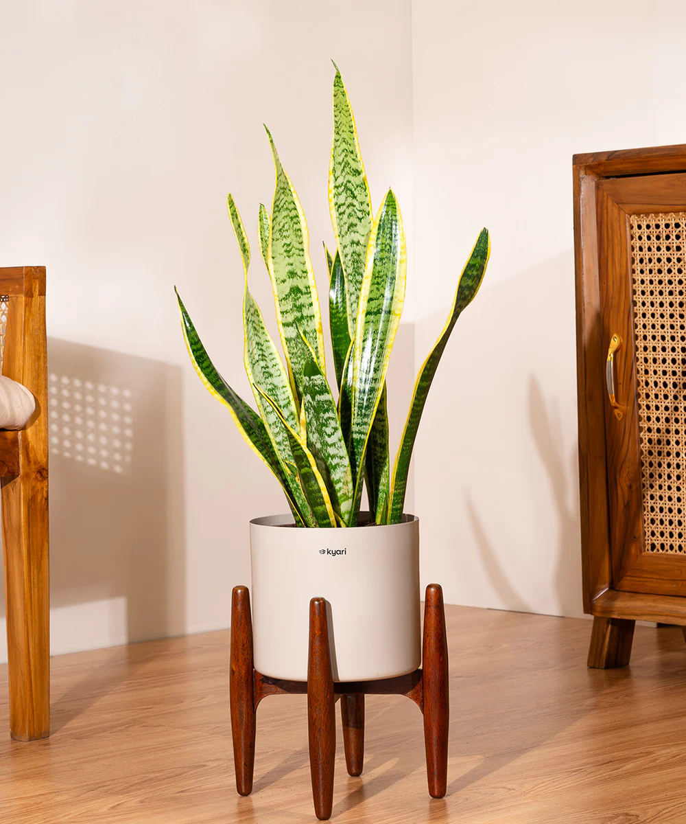 Golden Hahnii Snake Plant With Self Watering Pot - Image 68